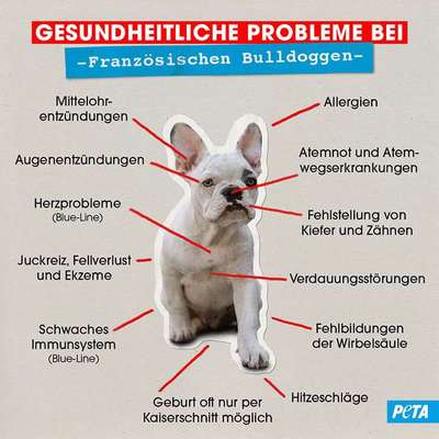Brachycephale Hunderassen-Beitrag-Bild