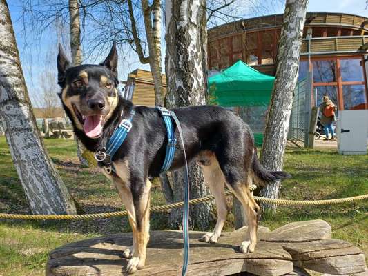 52. Collagenchallenge: Dein Hund im Sonnenschein-Beitrag-Bild