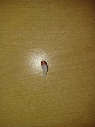 Alles rund um den Schäferhund, diskutieren erwünscht.-Beitrag-Bild