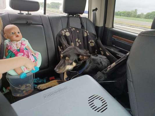 Alles rund um den Schäferhund, diskutieren erwünscht.-Beitrag-Bild