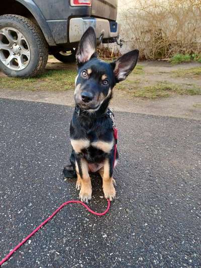 Alles rund um den Schäferhund, diskutieren erwünscht.-Beitrag-Bild