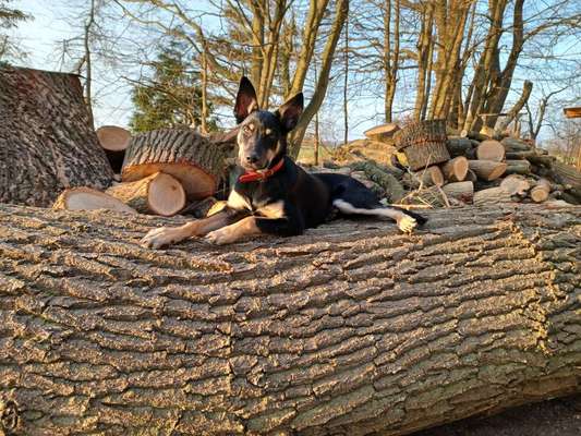 Welpen und Hunde, die positiv überraschen :)-Beitrag-Bild