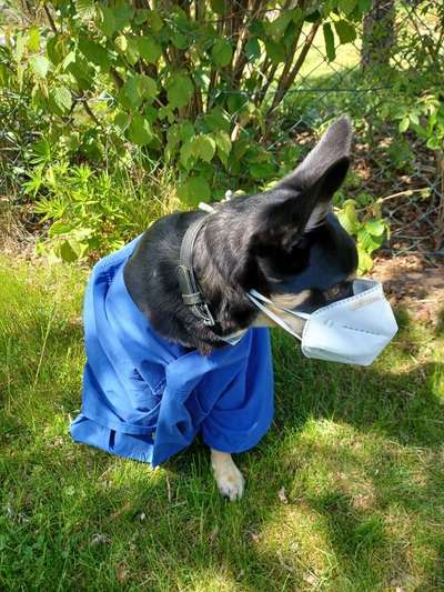 Alles rund um den Schäferhund, diskutieren erwünscht.-Beitrag-Bild