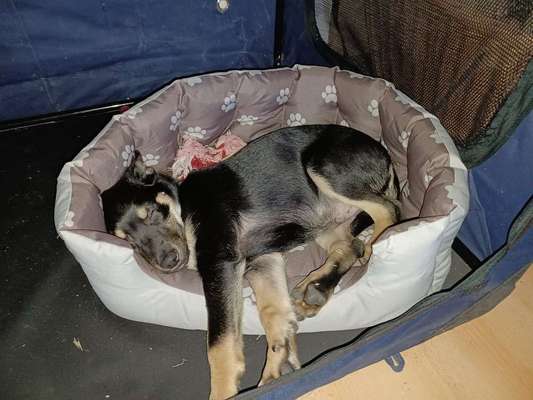 Alles rund um den Schäferhund, diskutieren erwünscht.-Beitrag-Bild