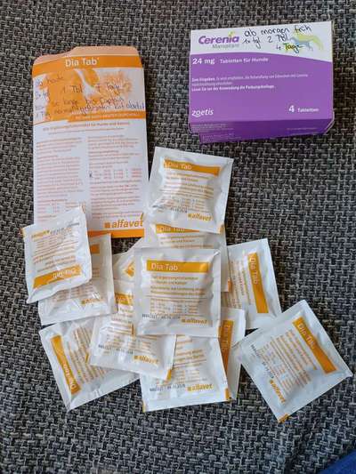 Alles rund um den Schäferhund, diskutieren erwünscht.-Beitrag-Bild