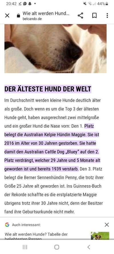 Alles rund um den Schäferhund, diskutieren erwünscht.-Beitrag-Bild