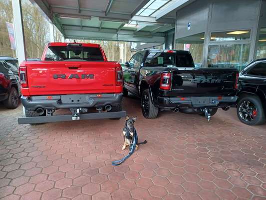 Alles rund um den Schäferhund, diskutieren erwünscht.-Beitrag-Bild