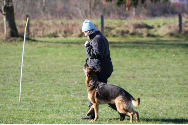 Deutsche Schäferhunde, Belgische Schäferhunde.-Beitrag-Bild