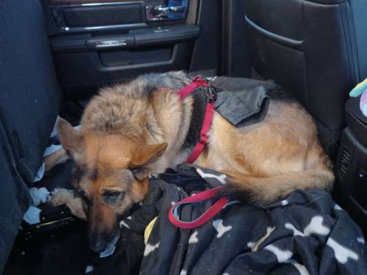 Alles rund um den Schäferhund, diskutieren erwünscht.-Beitrag-Bild