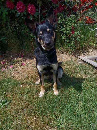 Der Gewichts-Thread-Beitrag-Bild