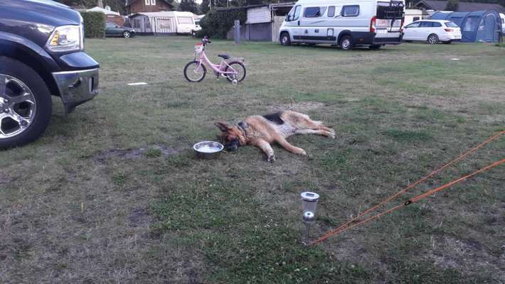 Camping mit Hund/en-Beitrag-Bild