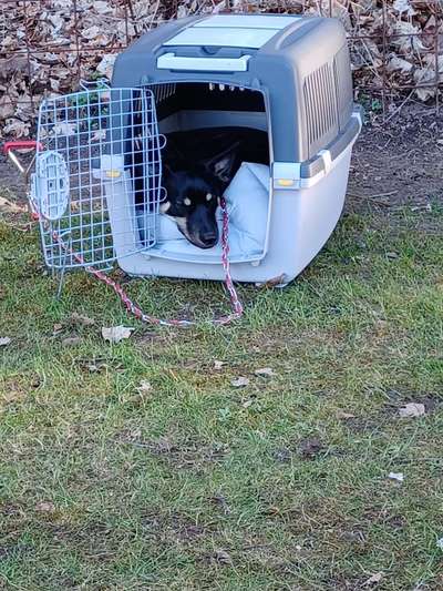 Alles rund um den Schäferhund, diskutieren erwünscht.-Beitrag-Bild