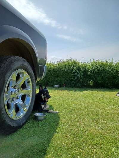 Dogorama Photo Challenge - Dein Hund beim Gähnen-Beitrag-Bild