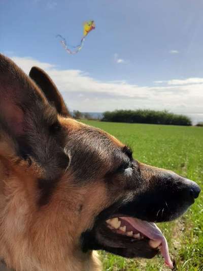 Welche Rasse? Und warum?-Beitrag-Bild