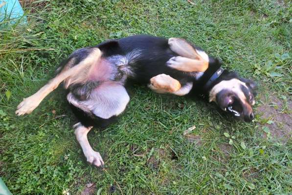 Alles rund um den Schäferhund, diskutieren erwünscht.-Beitrag-Bild