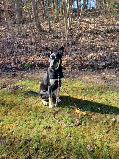 Alles rund um den Schäferhund, diskutieren erwünscht.-Beitrag-Bild