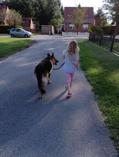 Fake News in der Hundewelt-Beitrag-Bild