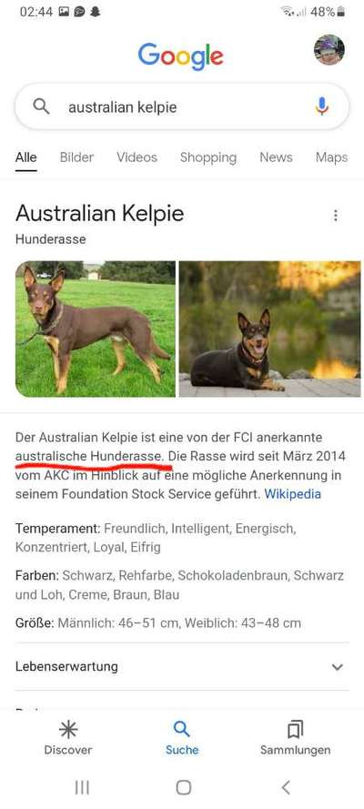 Alles rund um den Schäferhund, diskutieren erwünscht.-Beitrag-Bild