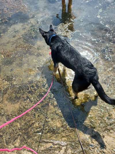 Alles rund um den Schäferhund, diskutieren erwünscht.-Beitrag-Bild