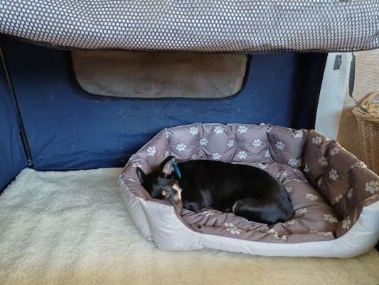 Alles rund um den Schäferhund, diskutieren erwünscht.-Beitrag-Bild