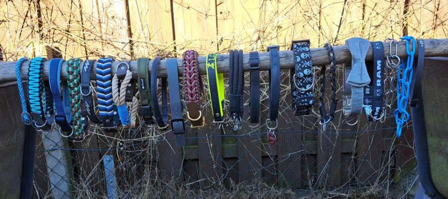 Welches Halsband trägt dein Hund und warum dieses?-Beitrag-Bild