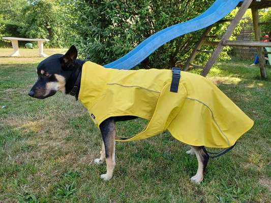 Alles rund um den Schäferhund, diskutieren erwünscht.-Beitrag-Bild