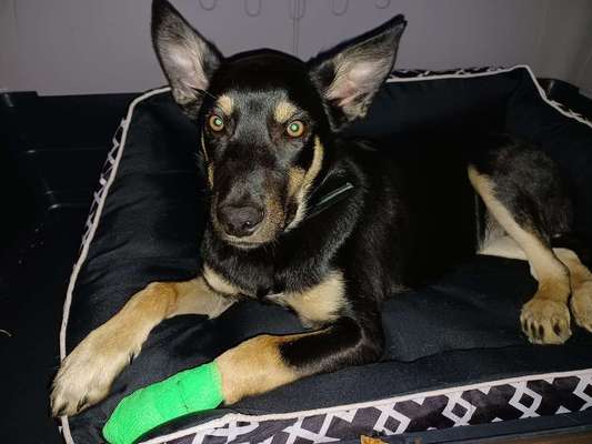 Alles rund um den Schäferhund, diskutieren erwünscht.-Beitrag-Bild