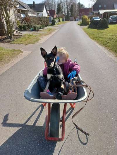 Alles rund um den Schäferhund, diskutieren erwünscht.-Beitrag-Bild