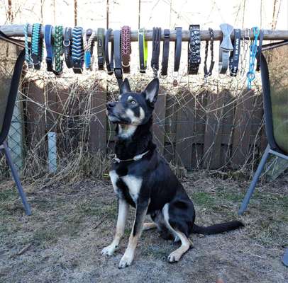 Welches Halsband trägt dein Hund und warum dieses?-Beitrag-Bild