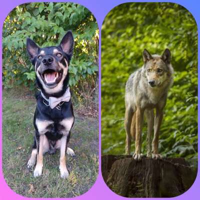 Warum müssen Mischlinge jetzt so klangvolle "Rassebezeichnungen" haben?-Beitrag-Bild