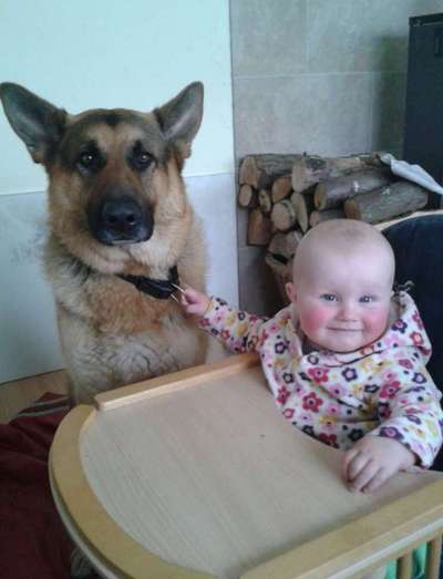 Fake News in der Hundewelt-Beitrag-Bild