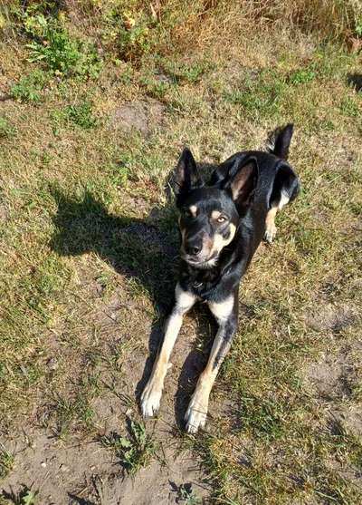 Wie gehen Eure Hunde mit der Wärme um ? Spreche gerade die an die dunkle Hunde haben ..-Beitrag-Bild