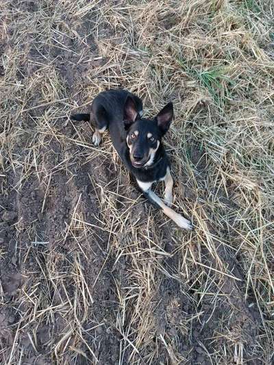 Alles rund um den Schäferhund, diskutieren erwünscht.-Beitrag-Bild