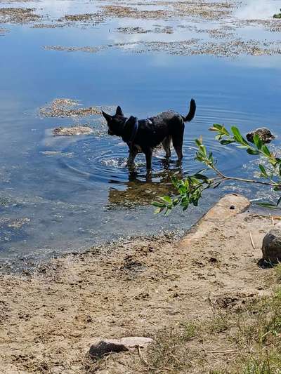 Alles rund um den Schäferhund, diskutieren erwünscht.-Beitrag-Bild