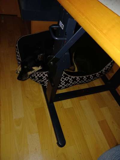 Alles rund um den Schäferhund, diskutieren erwünscht.-Beitrag-Bild