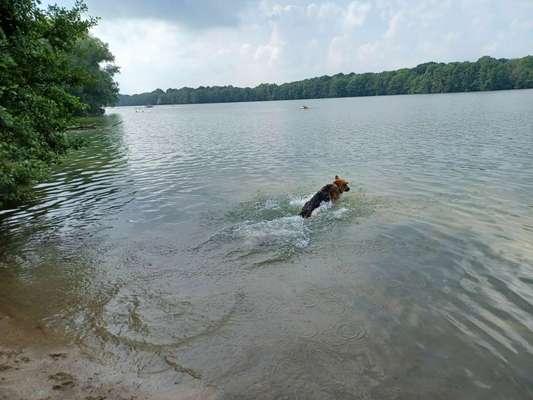 Alles rund um den Schäferhund, diskutieren erwünscht.-Beitrag-Bild