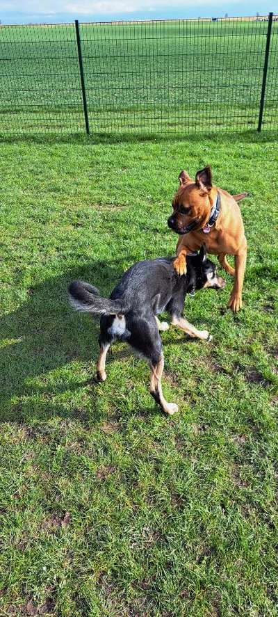 Hundeangriff, groß gegen klein-Beitrag-Bild