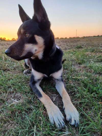 Alles rund um den Schäferhund, diskutieren erwünscht.-Beitrag-Bild