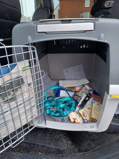 Alles rund um den Schäferhund, diskutieren erwünscht.-Beitrag-Bild