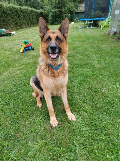 Reinrassige Hunde?-Beitrag-Bild