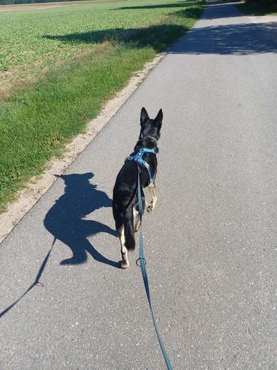 Alles rund um den Schäferhund, diskutieren erwünscht.-Beitrag-Bild