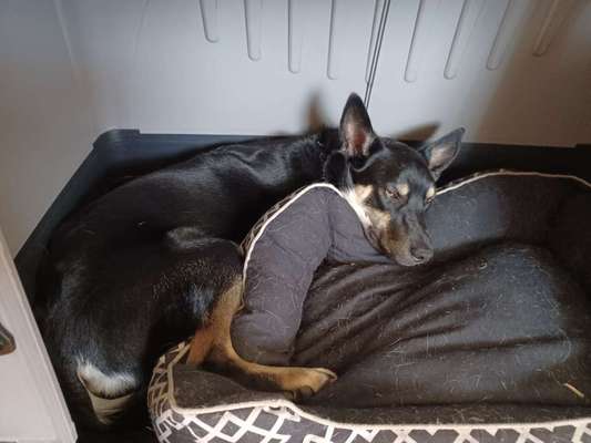 Alles rund um den Schäferhund, diskutieren erwünscht.-Beitrag-Bild