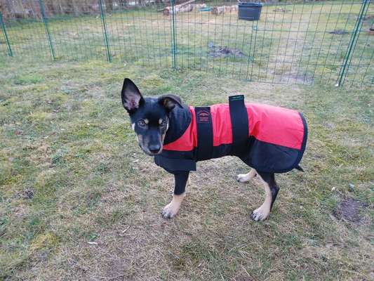 Hund hat ein blaues und ein braunes Auge und ein stehendes und ein hängendes Ohr-Beitrag-Bild