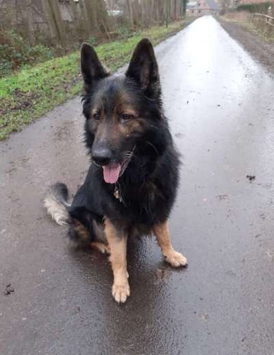 Alles rund um den Schäferhund, diskutieren erwünscht.-Beitrag-Bild