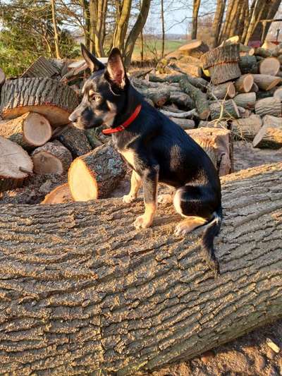Alles rund um den Schäferhund, diskutieren erwünscht.-Beitrag-Bild