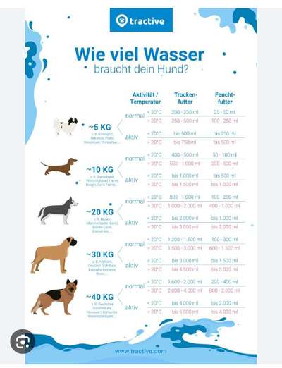 Hund trinkt nicht-Beitrag-Bild