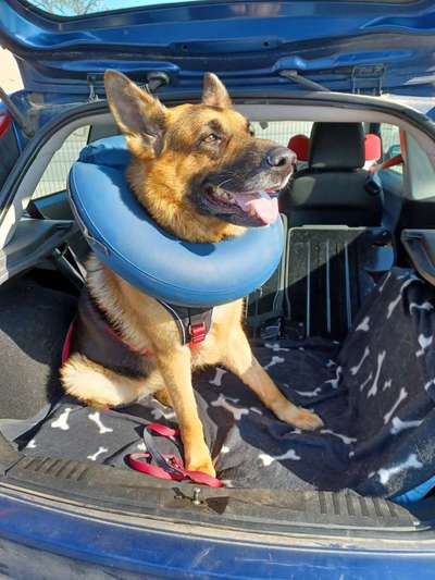 Dermamycin Hautcreme - Entzündete Stellen,wie abschlecken verhindern-Beitrag-Bild