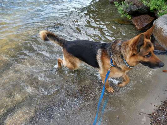 Alles rund um den Schäferhund, diskutieren erwünscht.-Beitrag-Bild