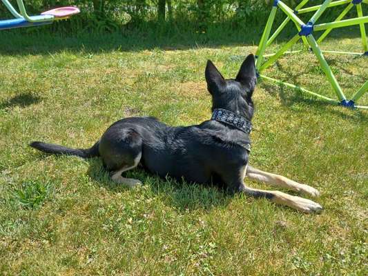 Alles rund um den Schäferhund, diskutieren erwünscht.-Beitrag-Bild