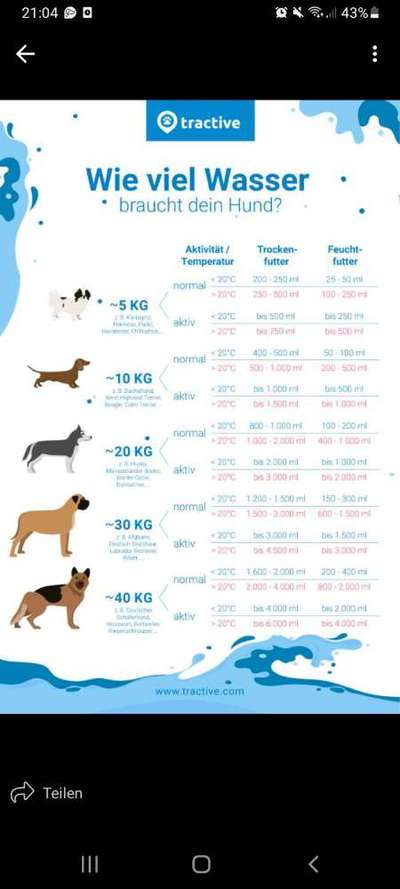 Hündin trink mega viel und,das zu jeder mahlzeit-Beitrag-Bild